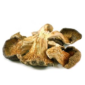 Dried Whole Oyster Mushroom, for Oil Extraction, Color : Light Brown