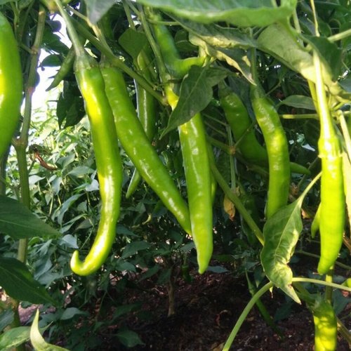 Common A Grade Green Chilli