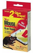 Coated Alloy Steel mouse glue trap, Size : 1.1/2inch, 1.1/4inch, 1/2inch, 1inch, 2inch, 3/4inch