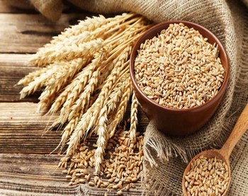 Organic Wheat Seeds, for Beverage, Flour, Feature : Healthy, Natural Taste