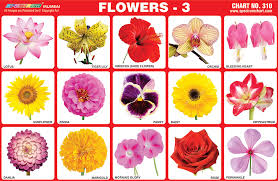 Educational Flower Charts