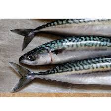Mackerel Fish, for Household, Mess, Restaurants, Style : Frozen, Live
