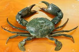 Mud Crab, for Mess, Restaurant, Style : Alive, Frozen