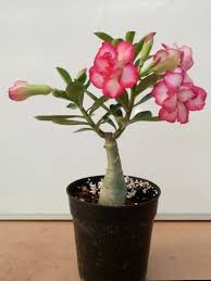 Non Polished Acrylic adenium plant, for Decorating Flower, Feature : Anitque, Eco Friendly, Fine Finish