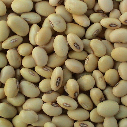 Soya beans, for Cooking, Making Protein Powder, Oil Extraction, Color : Creamy, Off White