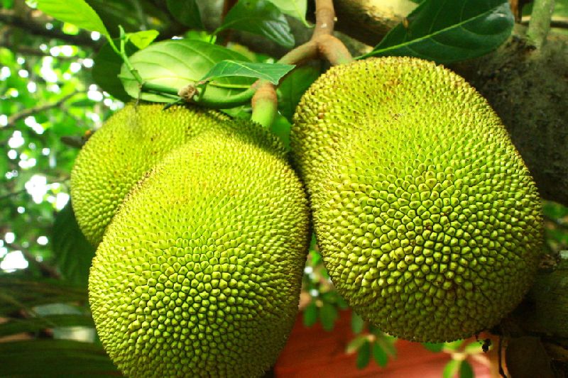 Organic Fresh Jackfruit