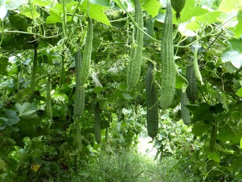 Organic Fresh Ridge Gourd