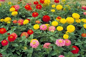 Flowers plant, for Avenue Trees, Decoration, Gardening, Landscaping Trees, Length : 0-10ft, 10-20ft