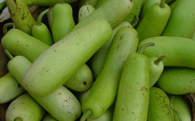 Organic Bottle Gourd