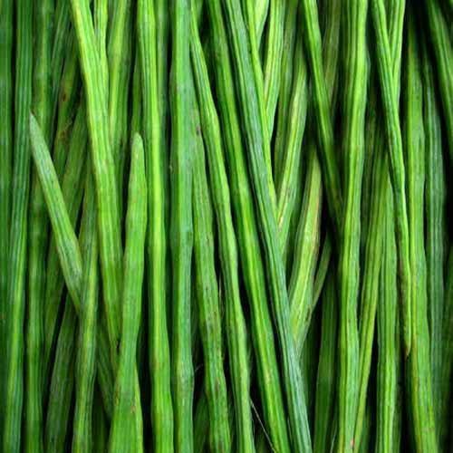 Organic Fresh Drumstick, for Cooking, Color : Green