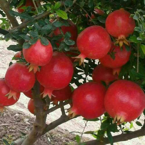 Indian Red Pomegranate