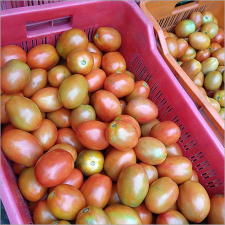 Natural Tomato, Shelf Life : 10-15days