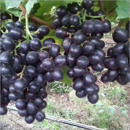 Organic Black Grapes