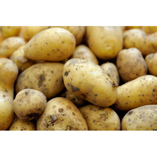 Common Organic Potato