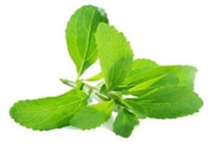 stevia extract high quality extract