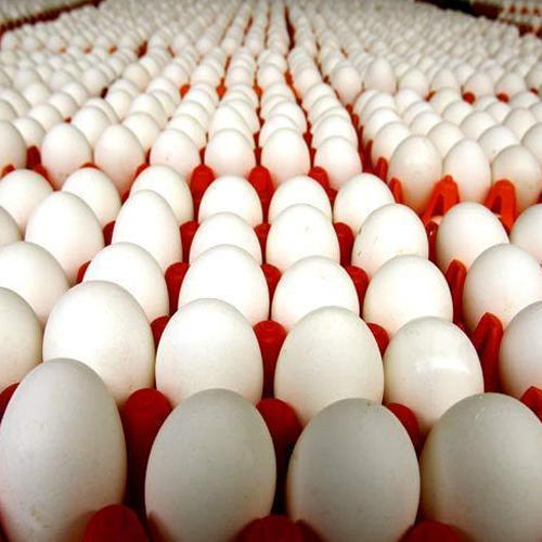 Poultry Eggs, Color : White