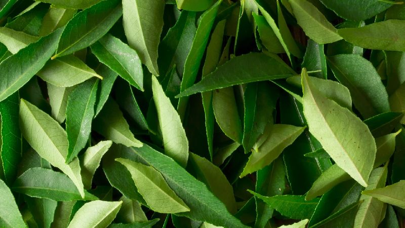Fresh Curry Leaves