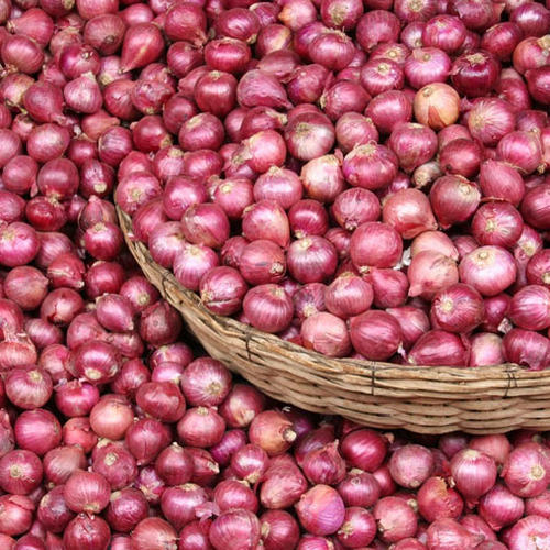 Common Small Red Onion, for Cooking