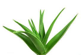 Organic Green Aloe Vera Leaves, for Cream, Gel, Juice, Grade : Superior