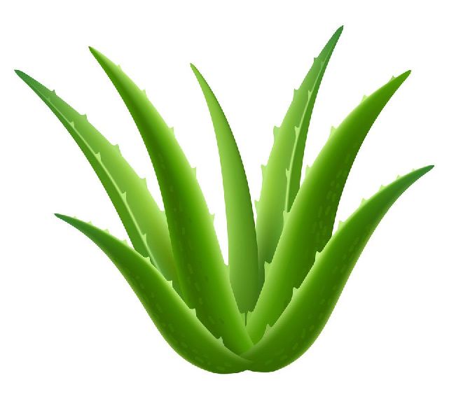 Organic Natural Aloe Vera Leaves, for Cream, Gel, Juice, Grade : Superior