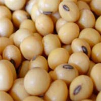 Organic Soyabean seed js335, for Human Consumption, Packaging Type : Plastic Bags, Sack Bags
