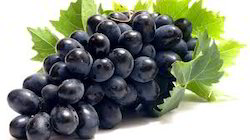 Organic Fresh Black Grapes, Packaging Type : Wooden Box