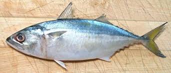 Indian mackerel fish, Feature : High Nutrition, High Rich Protein