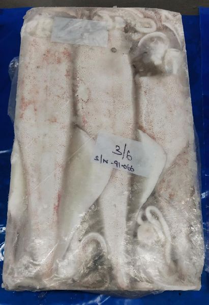 Whole Squid, for Cooking, Restaurant, Packaging Type : 1-10 kg