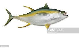 Yellowfin Tuna Fish, for Human Consumption, Feature : Non Harmful