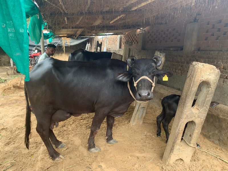 Generelt sagt Kontrakt midler Sometimes With White Marks On Face Or Legs Murrah Buffalo at best price INR  70 kINR 1 Lac / Piece in Mahesana Gujarat from Chaudhary Dairy Farm |  ID:1456173