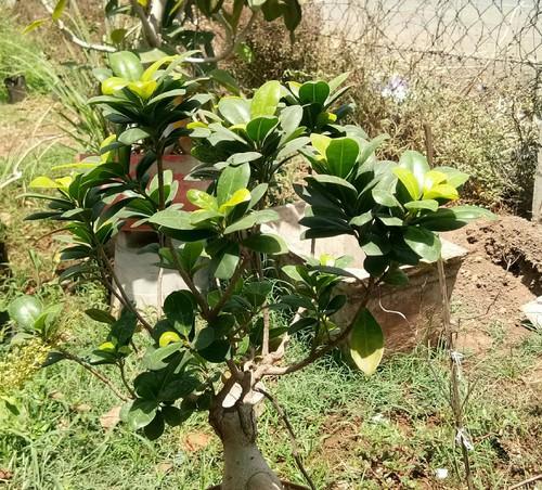 Natural bonsai tree, for Nursery Use, Plantation, Length : 0-2Ft, 2-5Ft