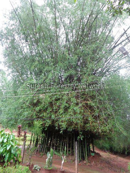 Bamboo seeds, Feature : Eco Friendly