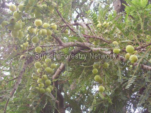 Fruit tree species