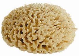 Sea Wool Sponge, for Hotels, Restaurants, Feature : Light Weight, Smooth Finish, Soft