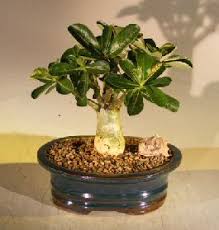 Natural bonsai plants, Length : 0-2 Ft, 2-5 Ft