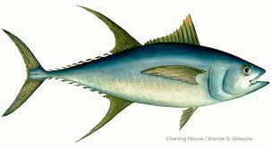 Tuna Fish, for Cooking, Food, Human Consumption, Making Medicine, Making Oil, Style : Fresh, Frozen