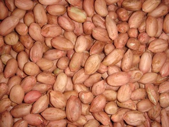 Organic Dried Peanut Kernels, for Making Oil, Style : Natural