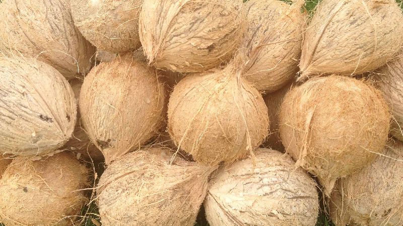 Common Fresh Coconut, for Cosmetics, Medicines, Pooja