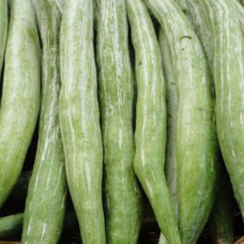 Common Fresh Snake Gourd, for Pesticide Free, High Nutritive Value, Packaging Type : Plastic Packet