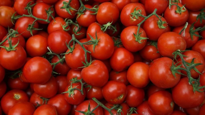 Common Fresh Tomato, for Cooking, Skin Products, Packaging Type : CORRUGATED CARTON BOX