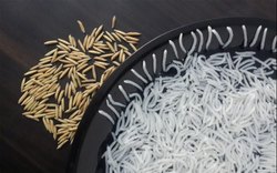 GMO basmati rice, for Cooking, Food, Human Consumption