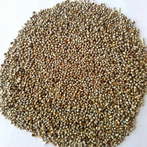 Organic Millet Seeds, Packaging Size : 25kg, 50kg