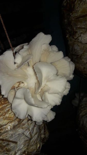 oyster mushroom