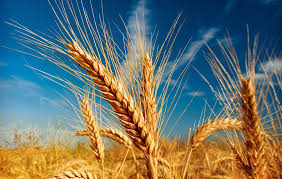 Common Wheat Seeds, for Beverage, Flour, Food