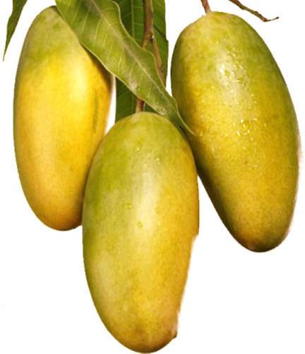 Organic Fresh Dasheri Mango, Packaging Type : Corrugated Box, Jute Bags