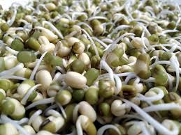 Organic Fresh Sprouts, Shelf Life : 5 Days