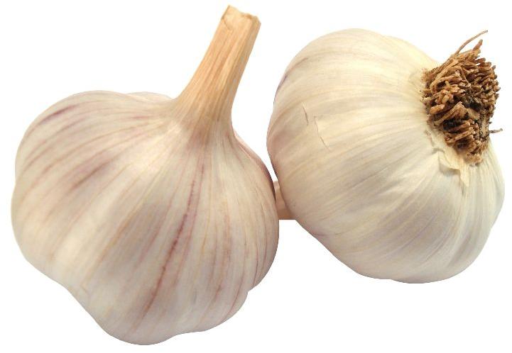 Natural Garlic, Shelf Life : 3months