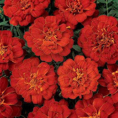 Marigold Red Flower