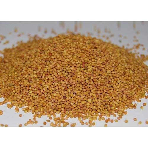 BL42 Berseem Seeds, Packaging Type : Bag