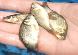 Catla Fish Seeds, Style : Alive